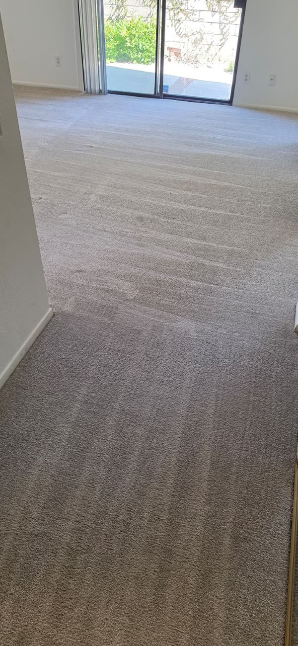 Sunlit living room carpet with crisp fan-pattern extraction lines after cleaning